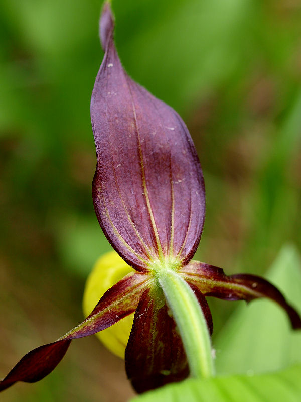 Dal Cadore - Cypripedium calceolus